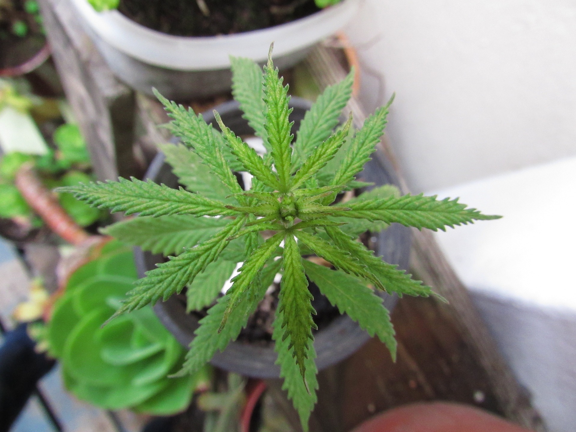 Jakich częstych błędów należy unikać będąc kolekcjonerem nasion marihuany?